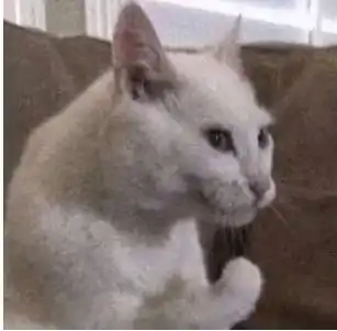  英子萌宠确认过肌肉,是惹不起的猫