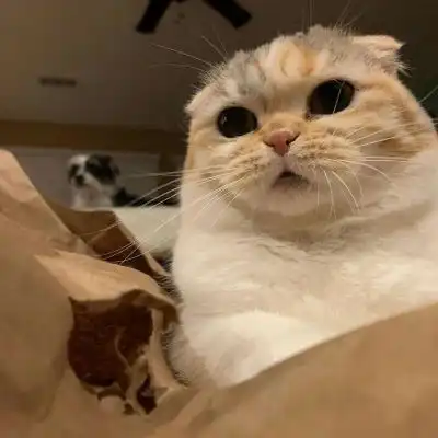  高清萌宠头像,萌萌的人见了就喜欢的小猫咪