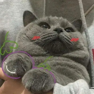  林知晚微信可爱萌宠猫猫头像