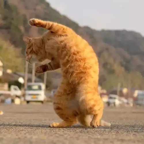  个性微信头像