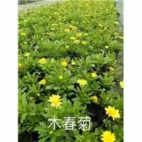  重庆荣鑫花卉园艺场