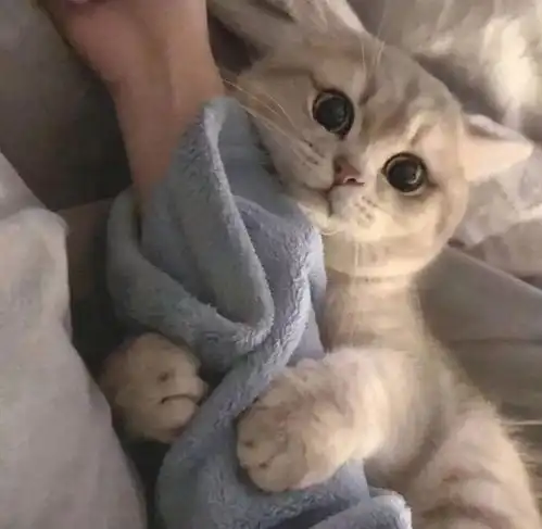  猫咪依靠你会有这6种表现,你要懂得爱它