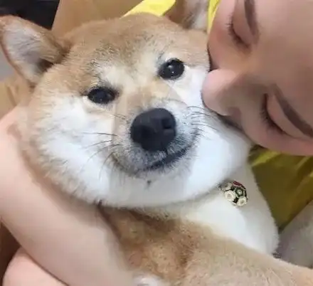 柴犬哈士奇头像图片女主