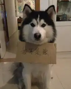搞笑高清哈士奇头像搞笑