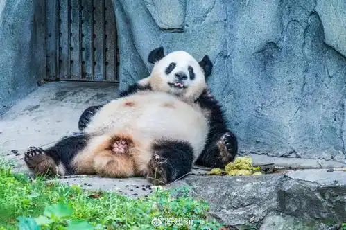  成都吃喝玩乐的正确打开方式