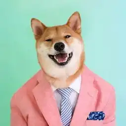 网红狗柴犬头像