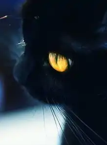 可爱萌宠小猫咪
