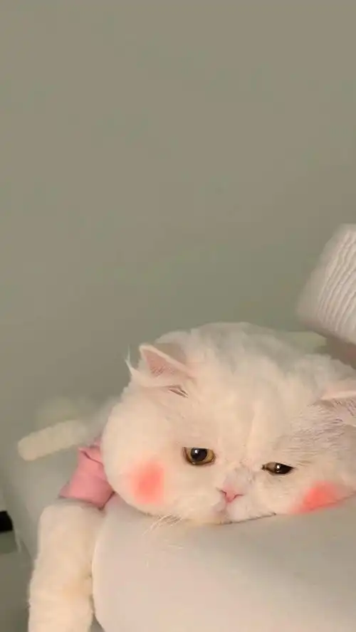  小可爱的毛毛又变长了,好想摸