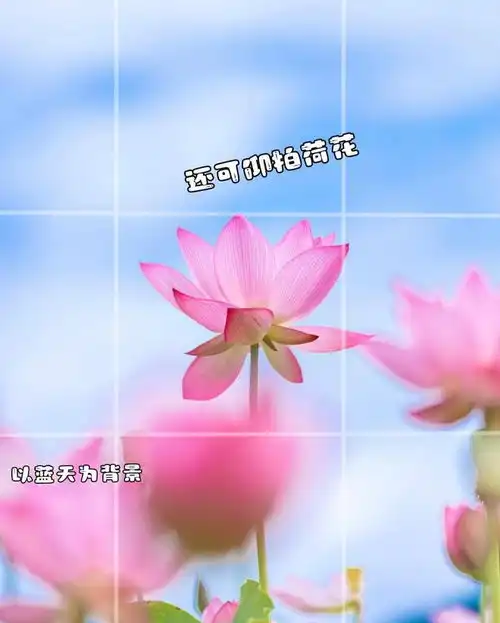  荷花拍出高级感,10个荷花摄影技巧,让你的荷花照片不平常