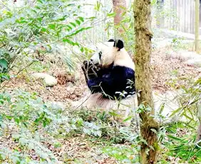  九寨沟游记