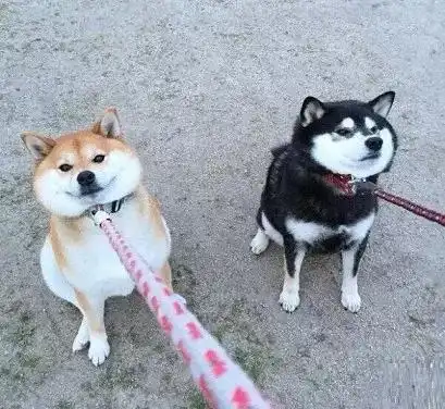 还有比哈士奇二的狗狗,它叫柴犬