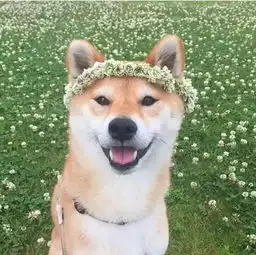  养柴犬和哈士奇的区别,10000人次都在围观