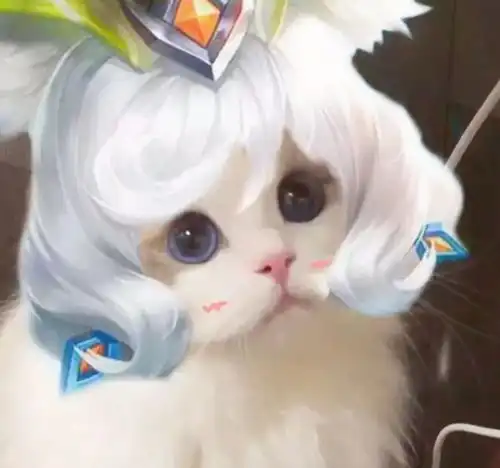  王者荣耀猫咪接头头像