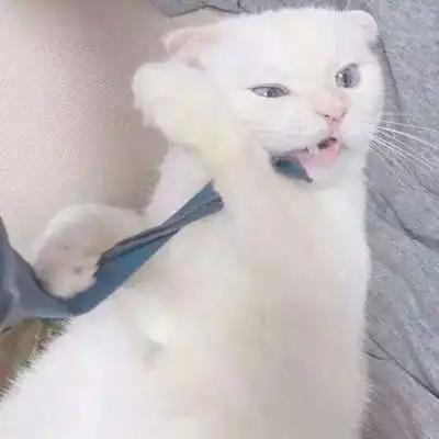 qq经典萌宠头像背弃