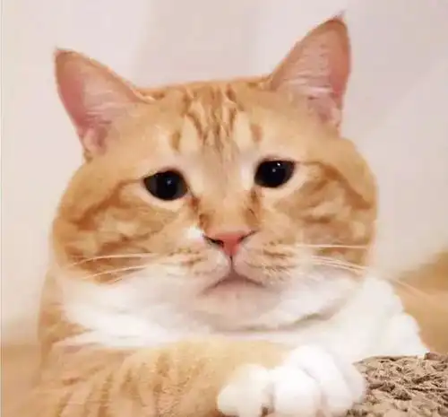  又肥又懒日本这只天然丧的大橘猫,总是满脸写着委屈