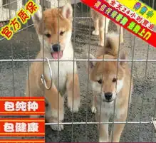  五指山宠物狗养殖基地