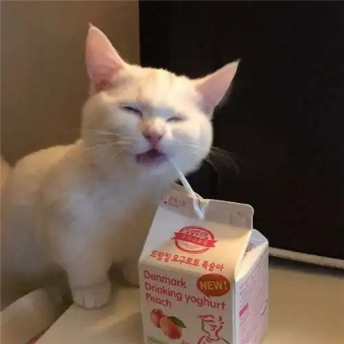 呆萌头像大全可爱猫咪
