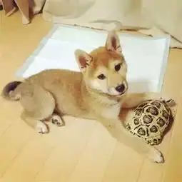  一只被乌龟带坏的日本柴犬,结局亮了