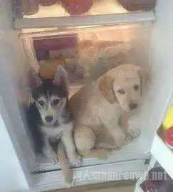  二货哈士奇的日常生活