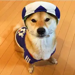 柴犬哈士奇头像图片失足