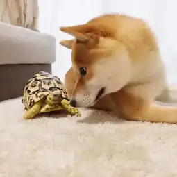  一只被乌龟带坏的日本柴犬,结局亮了