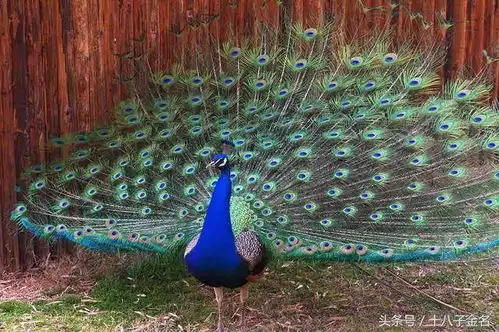  科普在动物园看到孔雀,怎么样才能让孔雀开屏