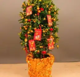  那些红与绿,能给冬天染上色彩的植物