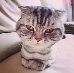  看了这些,你就会知道为什么我们都爱养猫了