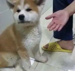 柴犬哈士奇头像图片混血