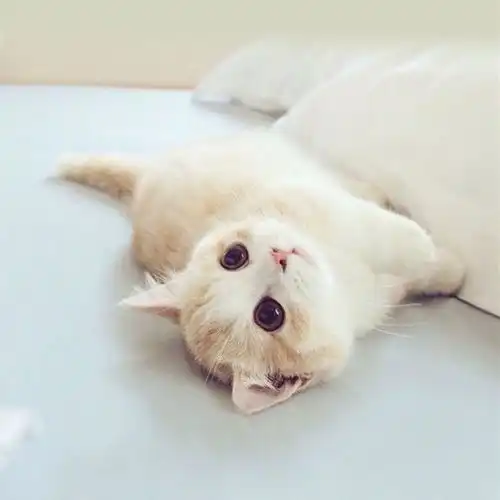  喜迎猫主子大驾光临,新手铲屎官入门指南