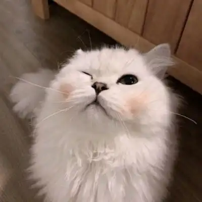  苏瓷可爱猫咪头像宠物可爱微微信头像我要个性网