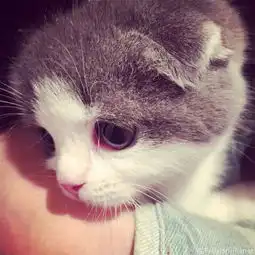  可爱喵星人萌宠猫咪
