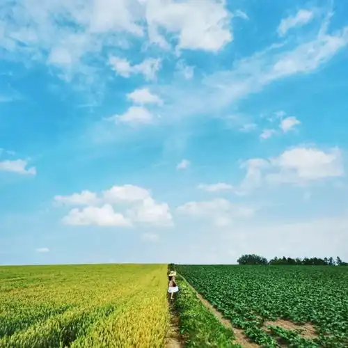  去过夏天的北海道,才知道这里有多美梦幻多彩的花海,随便一拍都是大片