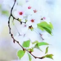  2019最美小花朵微信头像微信头像图片大全