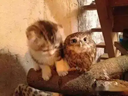  猫咪和猫头鹰更配哦