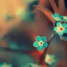  红豆