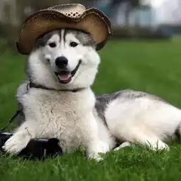  世界上有一种差别叫做,你家养了只柴犬,而我家养的是哈士奇