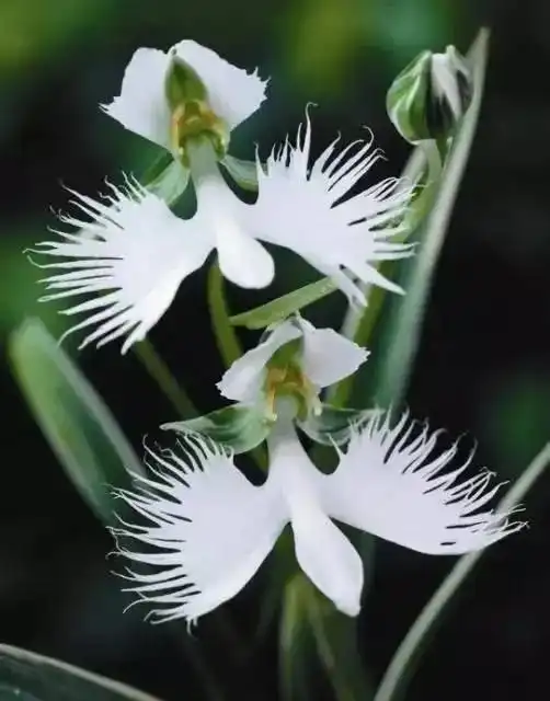  分享图片奇异花卉图