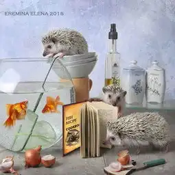  萌值突破天际呆萌小刺猬的乐趣生活