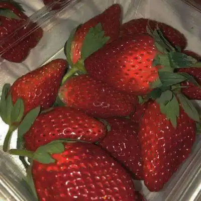  草莓微信头像图片大全用草莓唯美图片做头像