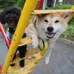  柴犬荡秋千萌翻网友被萌哭为什么不是自家的狗