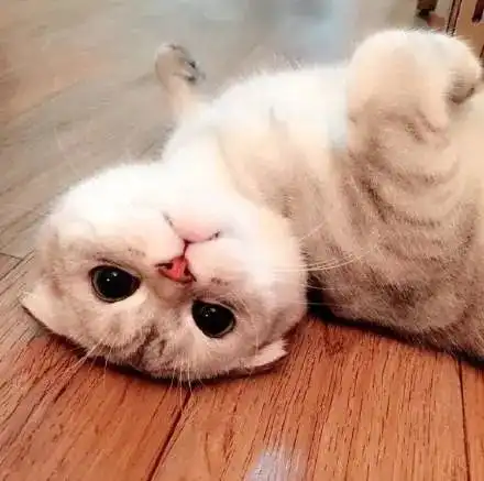  袖虎病猫攻略如何治疗猫耳螨找对方法不用愁