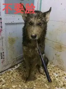  搞笑囧图哈士奇仰天长嘶,然后直接懵了