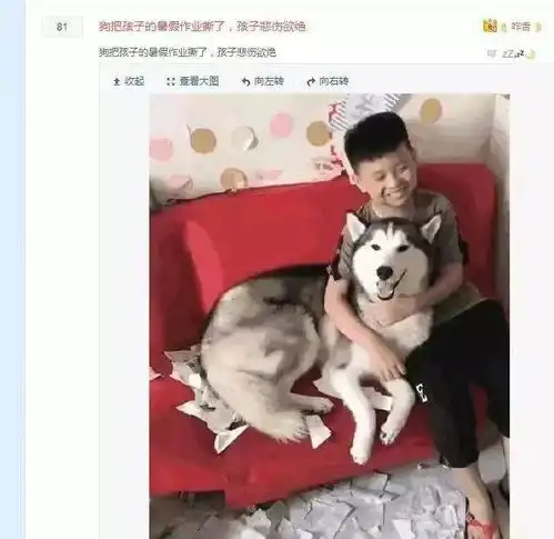 搞笑高清哈士奇头像暑假