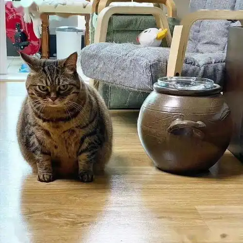  铲屎官带了一个和猫咪有点像的坛子回家,猫咪好像不大高兴的样子