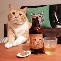  吸猫大会混血橘猫guppy
