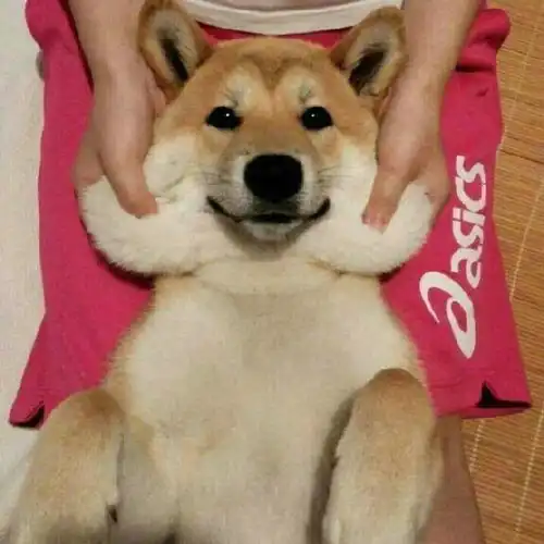  养柴犬与养哈士奇的区别那么大宠物都不好养呀
