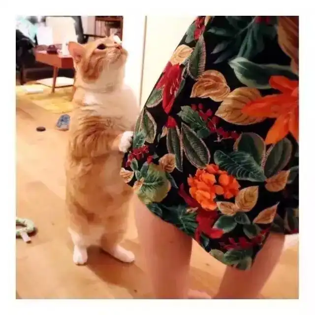  小橘猫也有春天我好丧,可是我比你萌啊