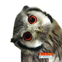 猫头鹰头像图片大全