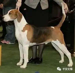 脊背犬图片大全